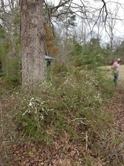 Spiraea cantoniensis