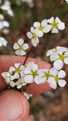 Spiraea cantoniensis