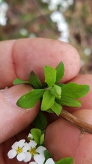 Spiraea cantoniensis