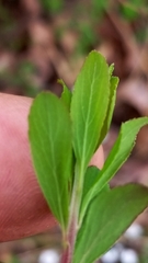 Spiraea cantoniensis