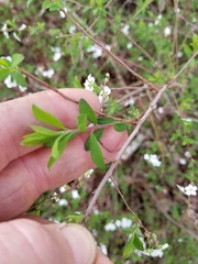 Spiraea cantoniensis