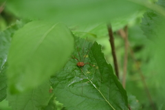 Leiobunum flavum