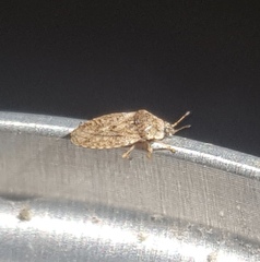 Parapiesma cinereum
