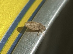 Parapiesma cinereum