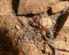 Myrmecia forficata