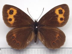 Erebia niphonica