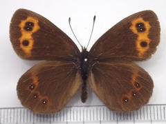 Erebia niphonica