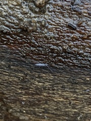 Pogonognathellus dubius