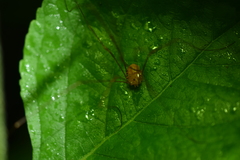 Leiobunum flavum