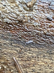 Pogonognathellus dubius