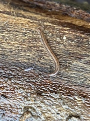 Pogonognathellus dubius