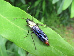 Elaphroptera scoliaeformis