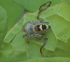 Phidippus pacosauritus