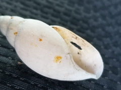 Euglandina rosea