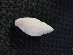 Euglandina rosea