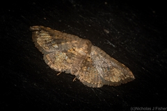 Canaea semitessellalis