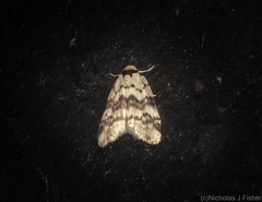 Thallarcha leptographa