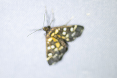 Diathrausta ochreipennis