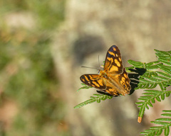 Heteronympha banksii banksii