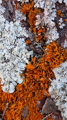 Dufourea