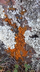 Dufourea