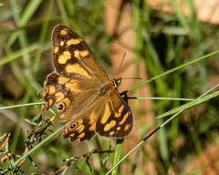 Heteronympha banksii banksii