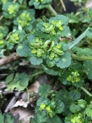 Chrysosplenium japonicum