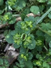 Chrysosplenium japonicum