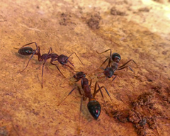 Myrmecia forficata