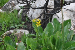 Ligularia virgaurea
