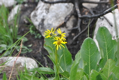 Ligularia virgaurea
