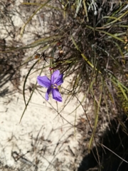 Aristea dichotoma