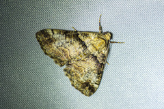 Cryphaea xylina