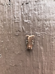 Cerastis tenebrifera