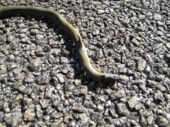 Elapognathus coronatus