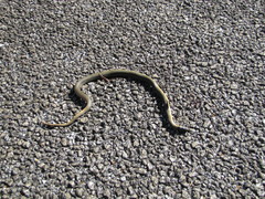 Elapognathus coronatus