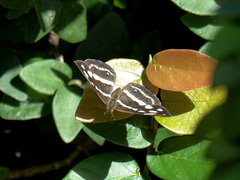 Dynamine postverta postverta