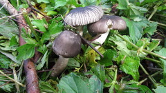 Agaricus endoxanthus