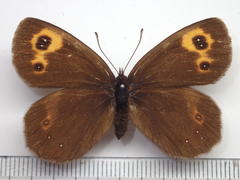 Erebia niphonica