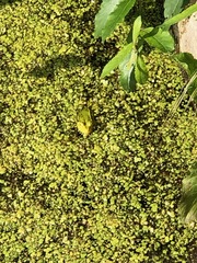 Lemna minor