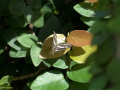 Dynamine postverta postverta