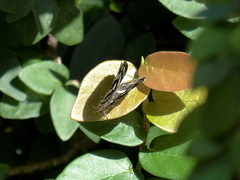 Dynamine postverta postverta