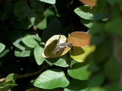 Dynamine postverta postverta