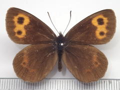 Erebia niphonica