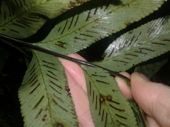 Asplenium lepidotum