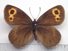 Erebia niphonica