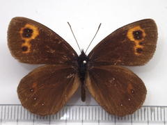 Erebia niphonica