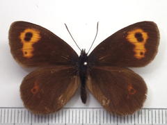 Erebia niphonica