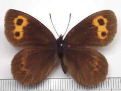 Erebia niphonica