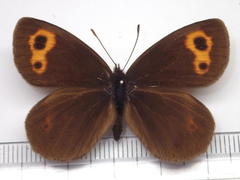 Erebia niphonica